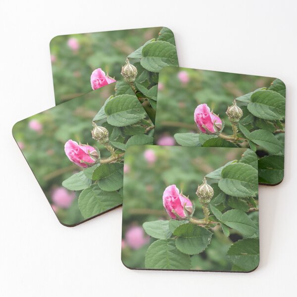 Item preview, Garden pink rose bud - 2 designed and sold by HelgaScand.