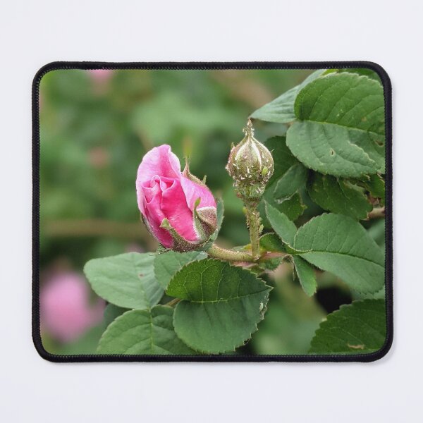 Item preview, Garden pink rose bud - 2 designed and sold by HelgaScand.