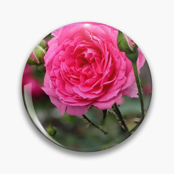 Item preview, Garden pink rose blooms in summer gearden.  designed and sold by HelgaScand.
