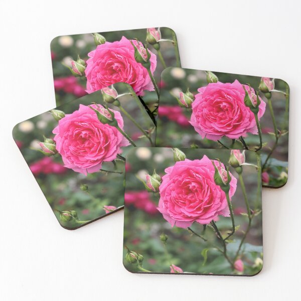 Item preview, Garden pink rose blooms in summer gearden.  designed and sold by HelgaScand.