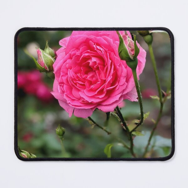 Item preview, Garden pink rose blooms in summer gearden. designed and sold by HelgaScand.