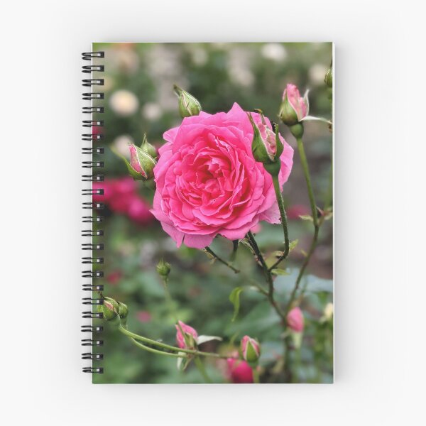 Item preview, Garden pink rose blooms in summer gearden.  designed and sold by HelgaScand.