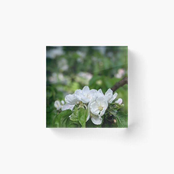 Item preview, A tender apple tree blooms in a summer garden. designed and sold by HelgaScand.