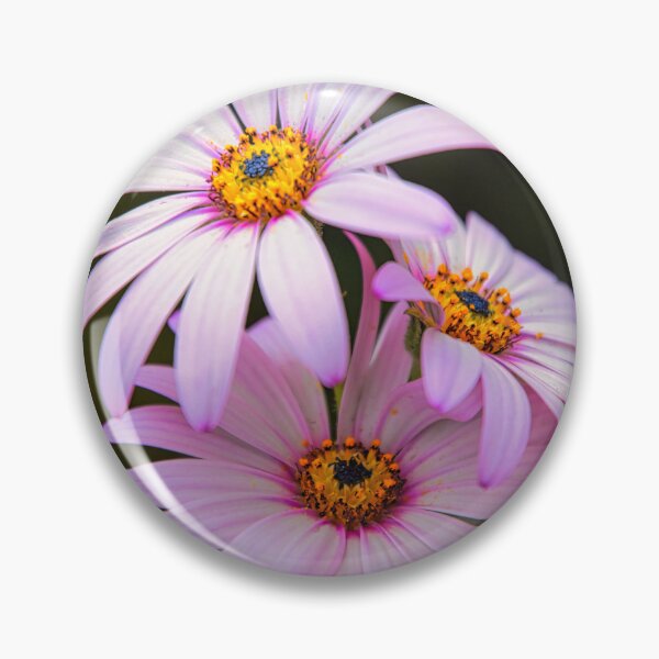 Item preview, Osteospermum designed and sold by JEZ22.
