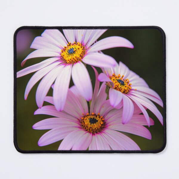 Item preview, Osteospermum designed and sold by JEZ22.