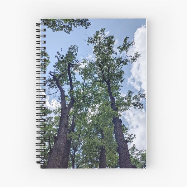 Item preview, Tall oaks against the sky. View up. designed and sold by HelgaScand.