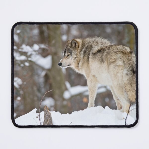 Item preview, Grey Wolf designed and sold by Michael Cummings.