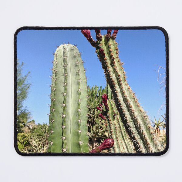 Item preview, Cactus blooms in a cactus garden against a clear blue sky designed and sold by HelgaScand.