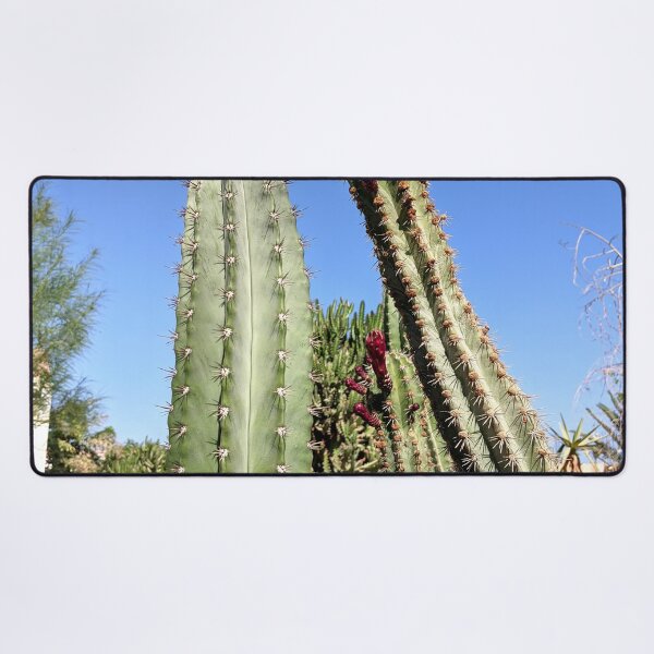 Item preview, Cactus blooms in a cactus garden against a clear blue sky designed and sold by HelgaScand.
