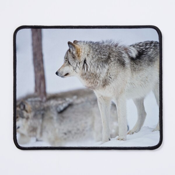 Item preview, Gray Wolves designed and sold by Michael Cummings.