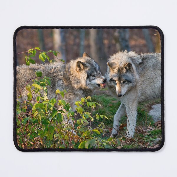 Item preview, Gray Wolf designed and sold by Michael Cummings.