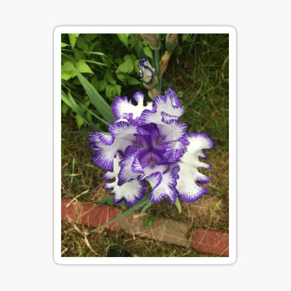 Item preview, Rare Treat Iris Flower designed and sold by silverdragon.