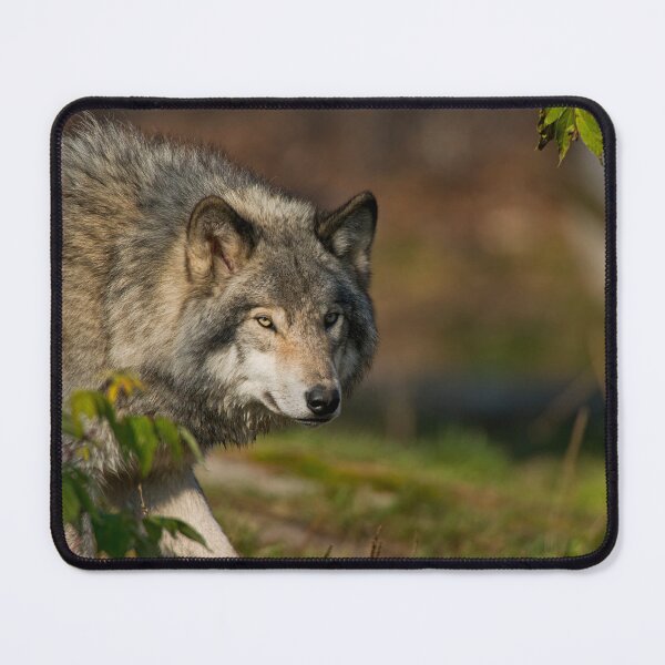 Item preview, Timber Wolf designed and sold by Michael Cummings.