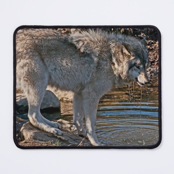 Item preview, Timber Wolf By Pond designed and sold by Michael Cummings.