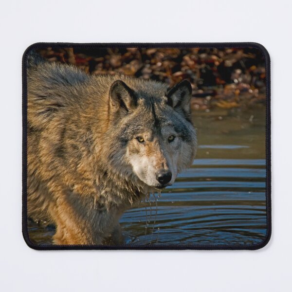 Item preview, Timber Wolf designed and sold by Michael Cummings.