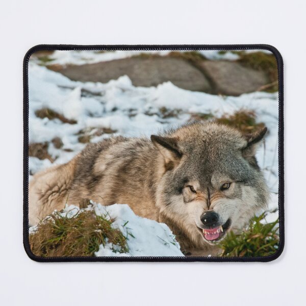 Artikelvorschau, Grauer Wolf entworfen und verkauft von Michael Cummings.
