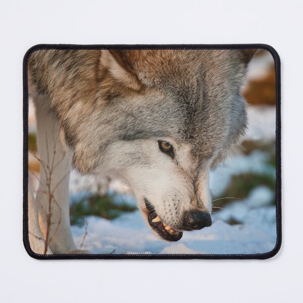 Item preview, Grey Wolf designed and sold by Michael Cummings.