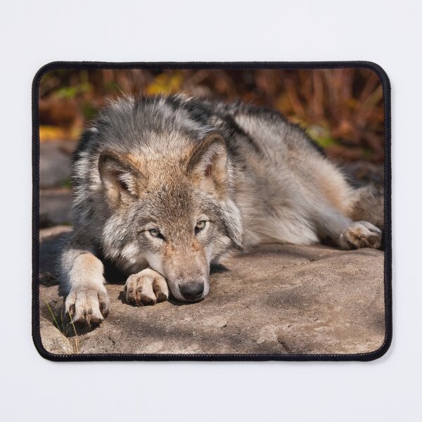 Item preview, Gray Wolf designed and sold by Michael Cummings.