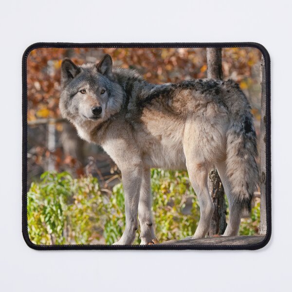 Item preview, Timber Wolf designed and sold by Michael Cummings.
