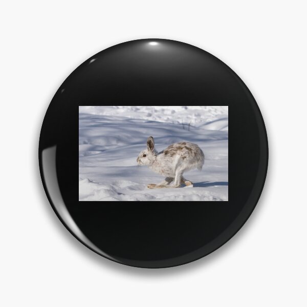 Item preview, Snowshoe Hare (Lepus Americanus) Running In The Winter Snow Sticker designed and sold by kerritoniap2g.
