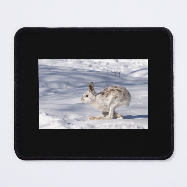 Item preview, Snowshoe Hare (Lepus Americanus) Running In The Winter Snow Sticker designed and sold by kerritoniap2g.