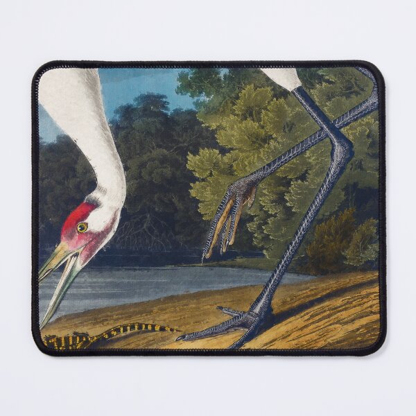 Item preview, Hooping Crane from Birds of America, Adorable Whooping Crane, Whooping Crane Grus Americana, Whooping Crane Wildlife Bird designed and sold by Trendymotion.