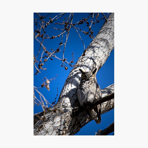 Item preview, Great Horned Owl designed and sold by MarcVDS.