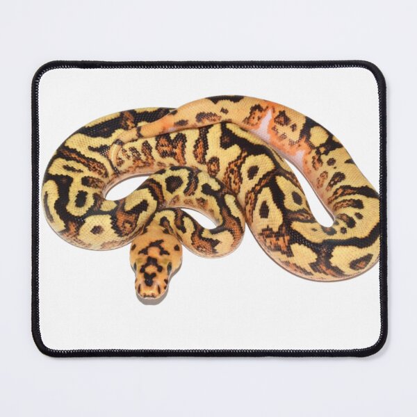 Item preview,  ball python mystic potion designed and sold by zaki ⭐⭐⭐⭐⭐.