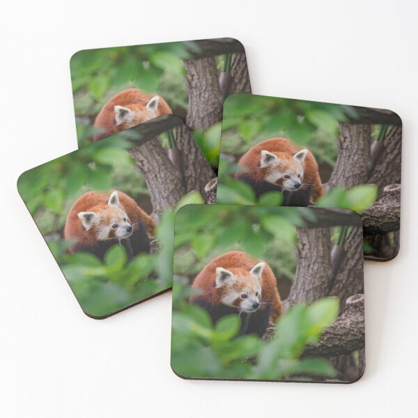 Item preview, Red panda in a tree designed and sold by LuccYanne.