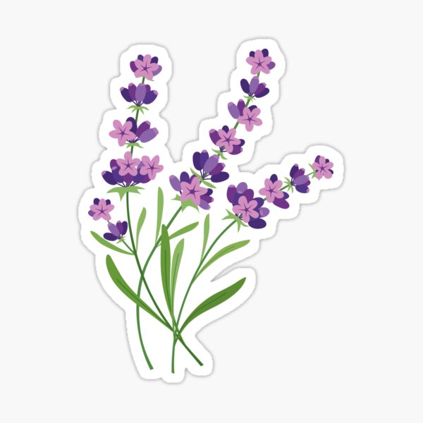 Trendy hand-drawn Lavender illustration. Beautiful and fun original flower with blossom. Sticker