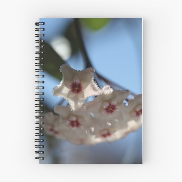 Item preview, Hoya Mathilde designed and sold by ztrnorge.