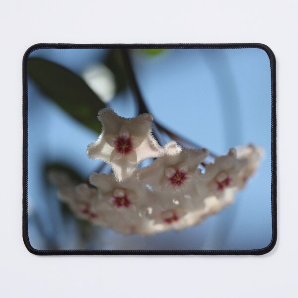 Item preview, Hoya Mathilde designed and sold by ztrnorge.