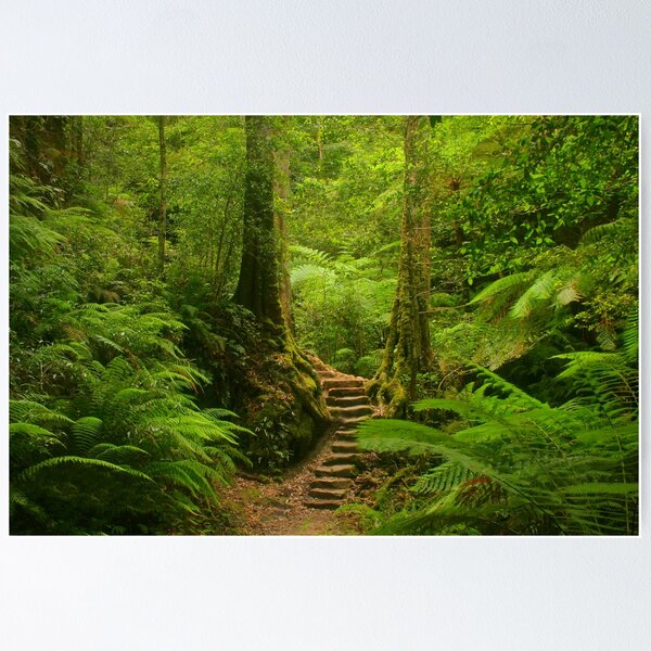 Item preview, Magic Rainforest designed and sold by Michael Matthews.