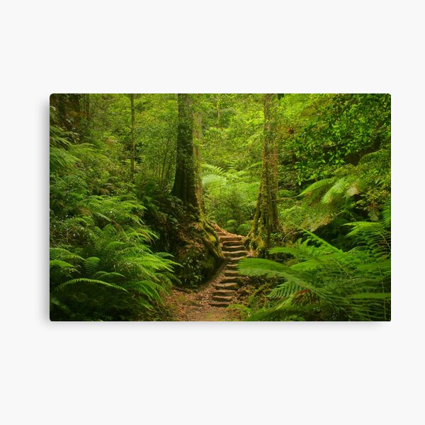 Rainforest Canvas Prints | Redbubble