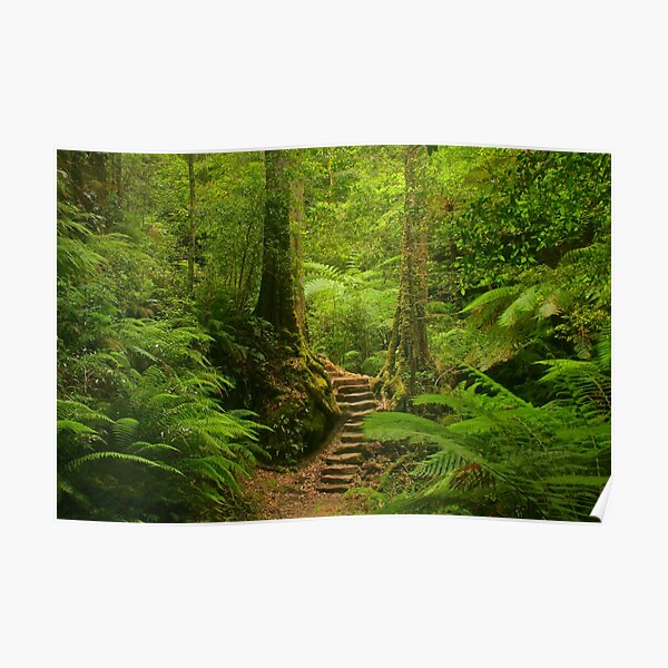 Magic Rainforest Poster