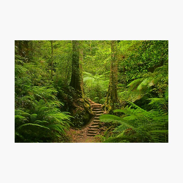 Magic Rainforest Photographic Print