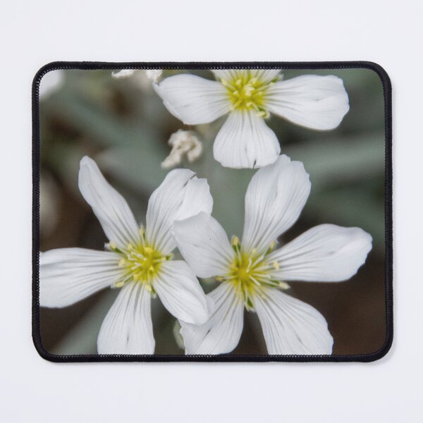 Item preview, Phlox Flowers designed and sold by Ruth Curtis.
