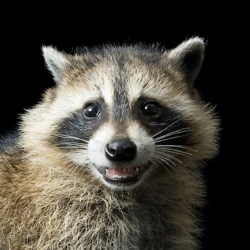 Artwork thumbnail, Smiling Racoon by DaveDango