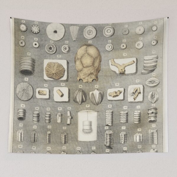 Item preview, Crinoids - Sea Lilies designed and sold by DazellsEmporium.