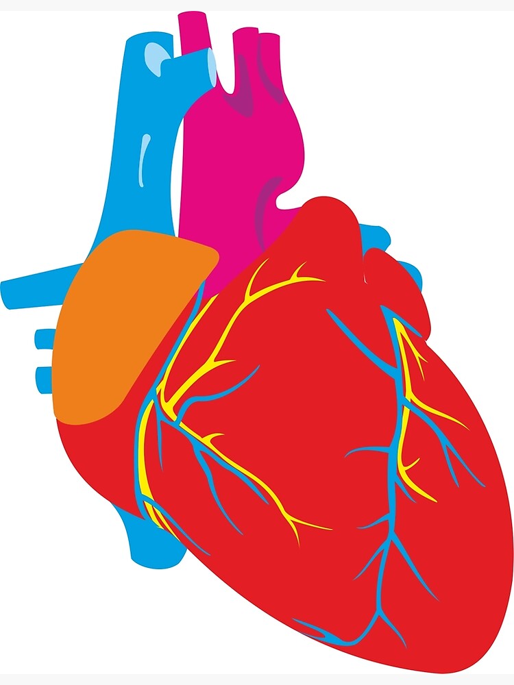 anatomy-of-the-human-heart-poster-for-sale-by-antonshev-redbubble