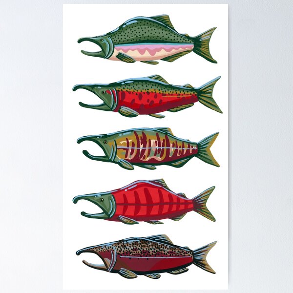 Pacific Salmon- Large  Poster for Sale by paintedpansy