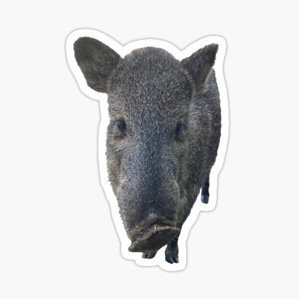 "Immature Javelina" Sticker for Sale by janraydesigns Redbubble