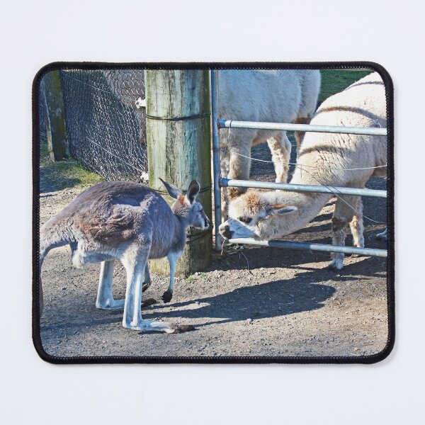Item preview, the Kangas and the Llamas designed and sold by KazM.