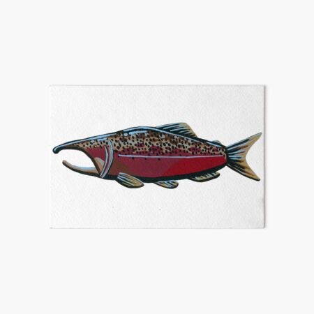 Pacific Salmon - Sockeye Salmon Art Board Print for Sale by paintedpansy