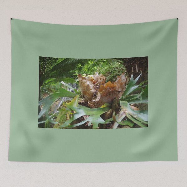 Item preview, Staghorn Fern (Platycerium) designed and sold by lezvee.