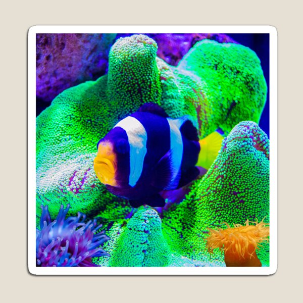 Item preview, Tropical Fish and Sea Anemone designed and sold by silviaol.