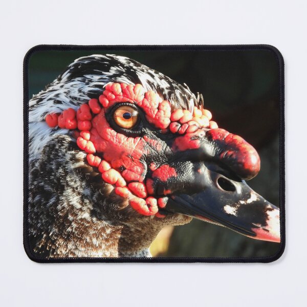 Item preview, Muscovy Duck #0003 designed and sold by Jeffrey Mask.