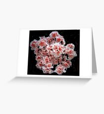 Azaleas Greeting Card