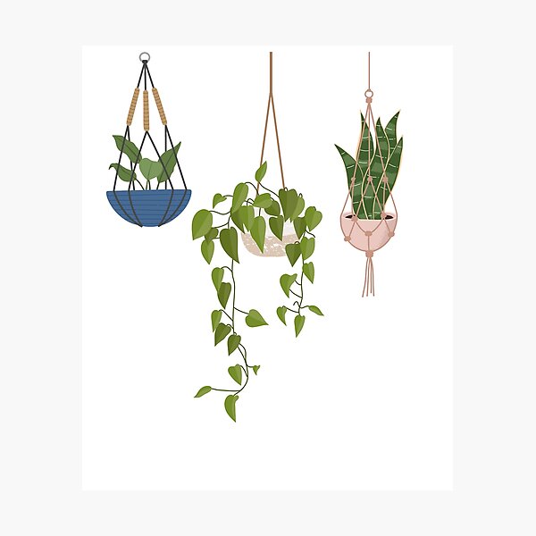 Item preview, Hanging Plants (Snake Plant, Pothos Plant) designed and sold by Real-World-Tees.