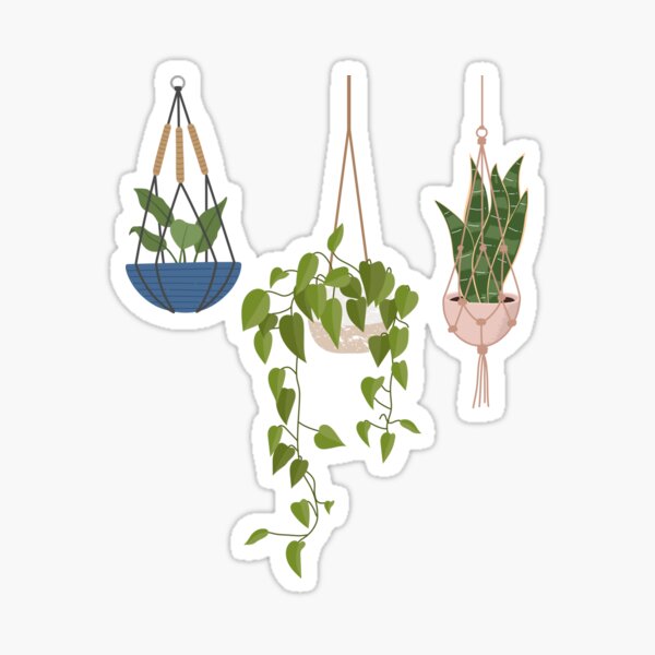 Hanging Plants (Snake Plant, Pothos Plant) Sticker